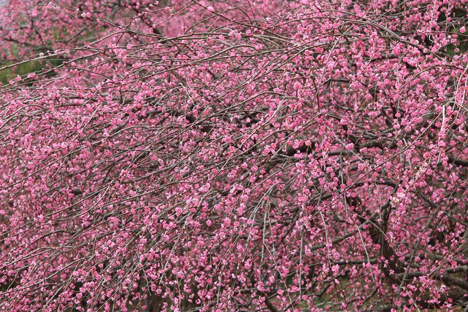 12717417_1053080874799868_6195919993700163136_n