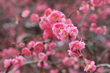 12745443_1053080858133203_5180733265262601701_n