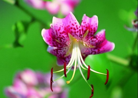 ①②-1かのこゆり