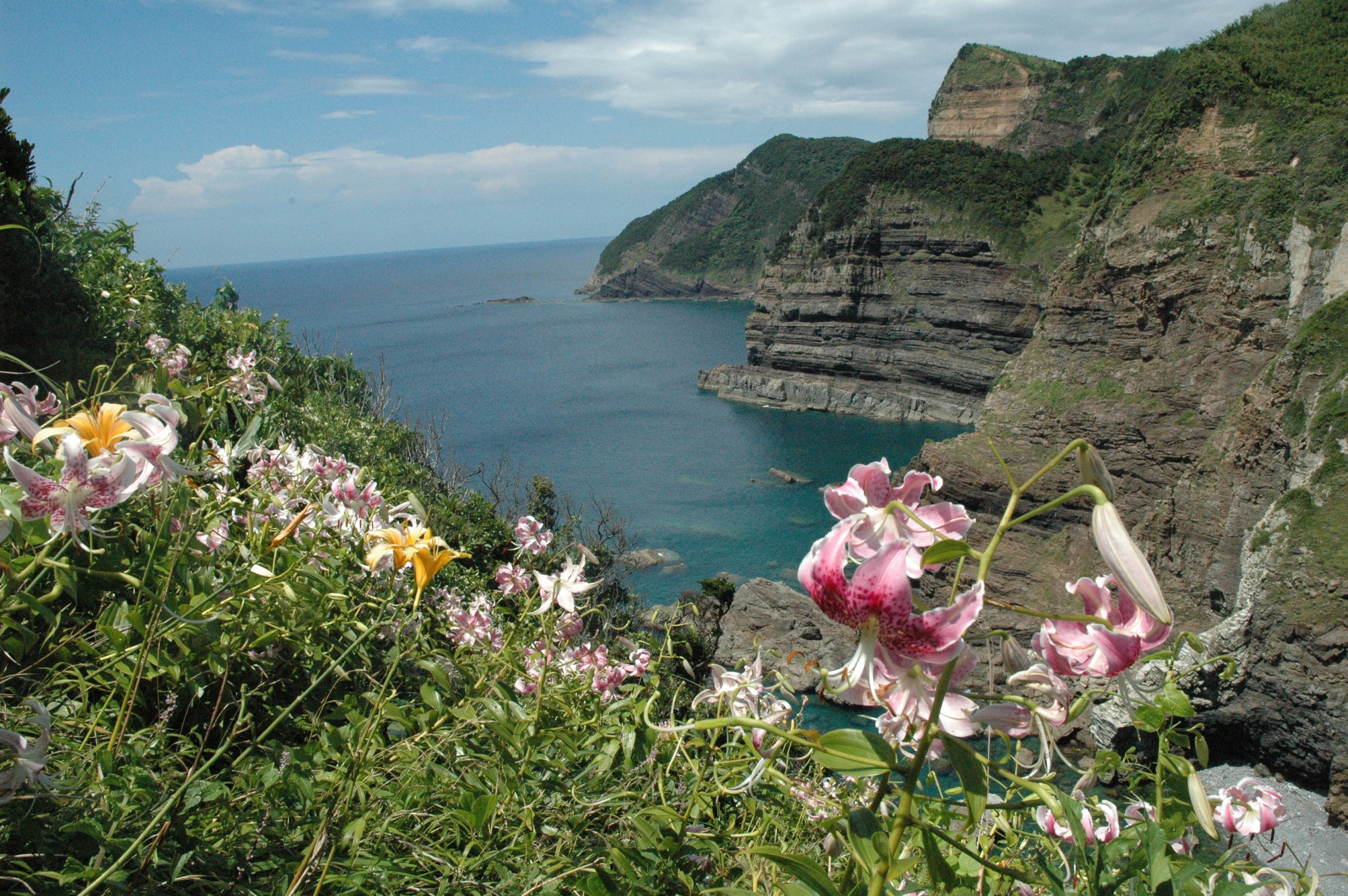 藺落展望所(鹿島断崖とウミネコ)
