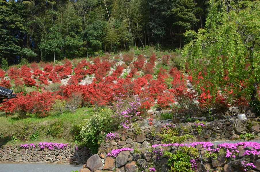 永利町尾原の本キリシマツツジ