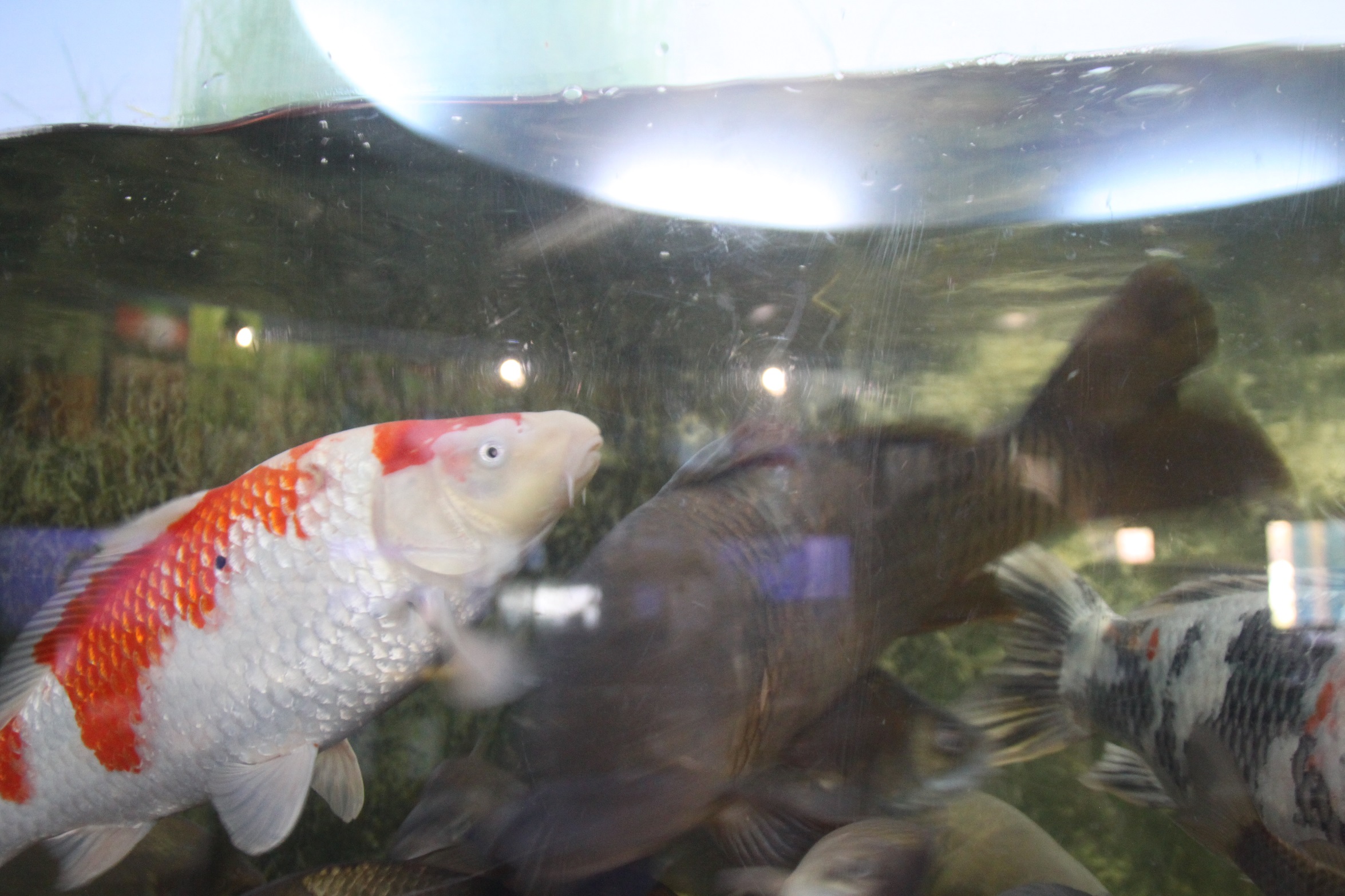 祁答院生態系保存資料施設(アクアイム)