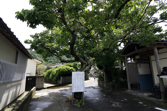 大火の大榎