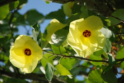 ハマボウ自生地(久見崎公園近く)