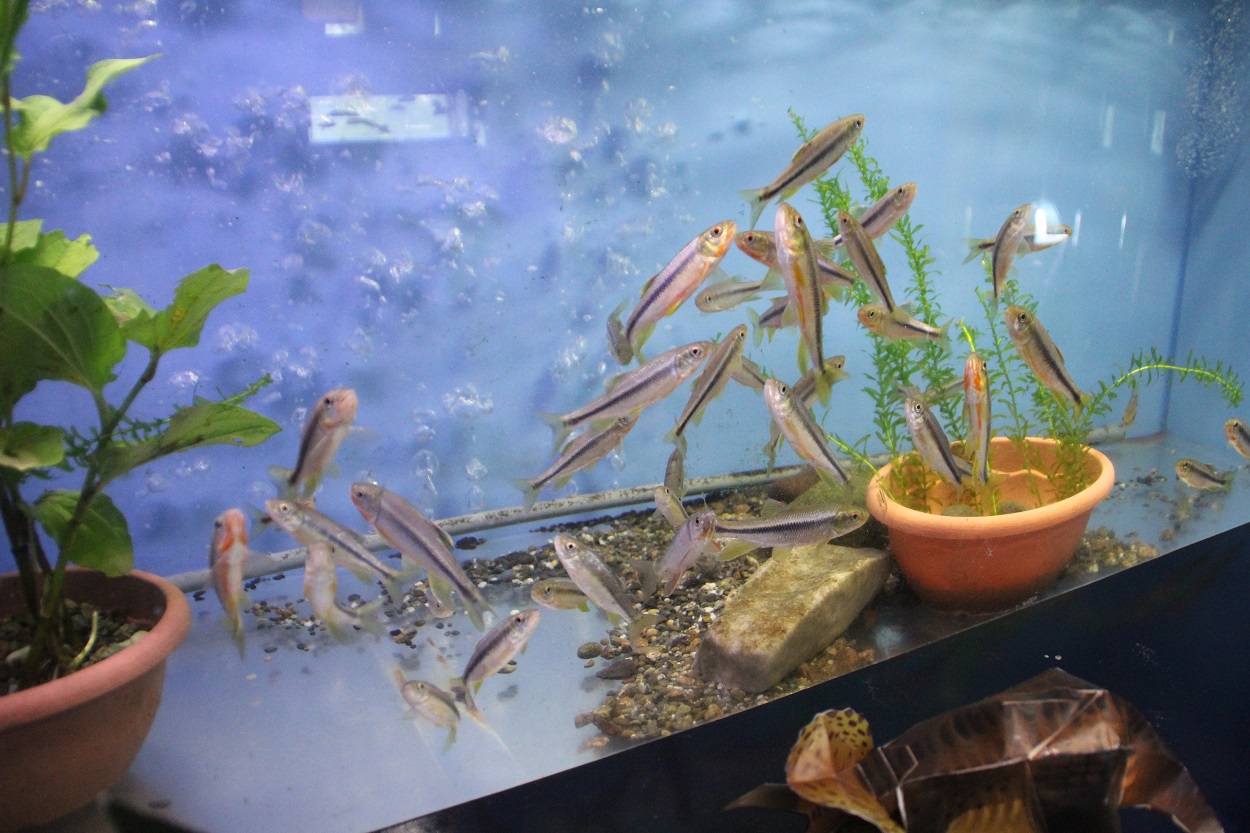 祁答院生態系保存資料施設(アクアイム)