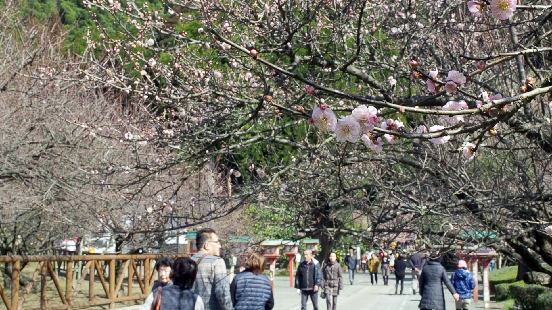 藤川天神(臥竜梅)
