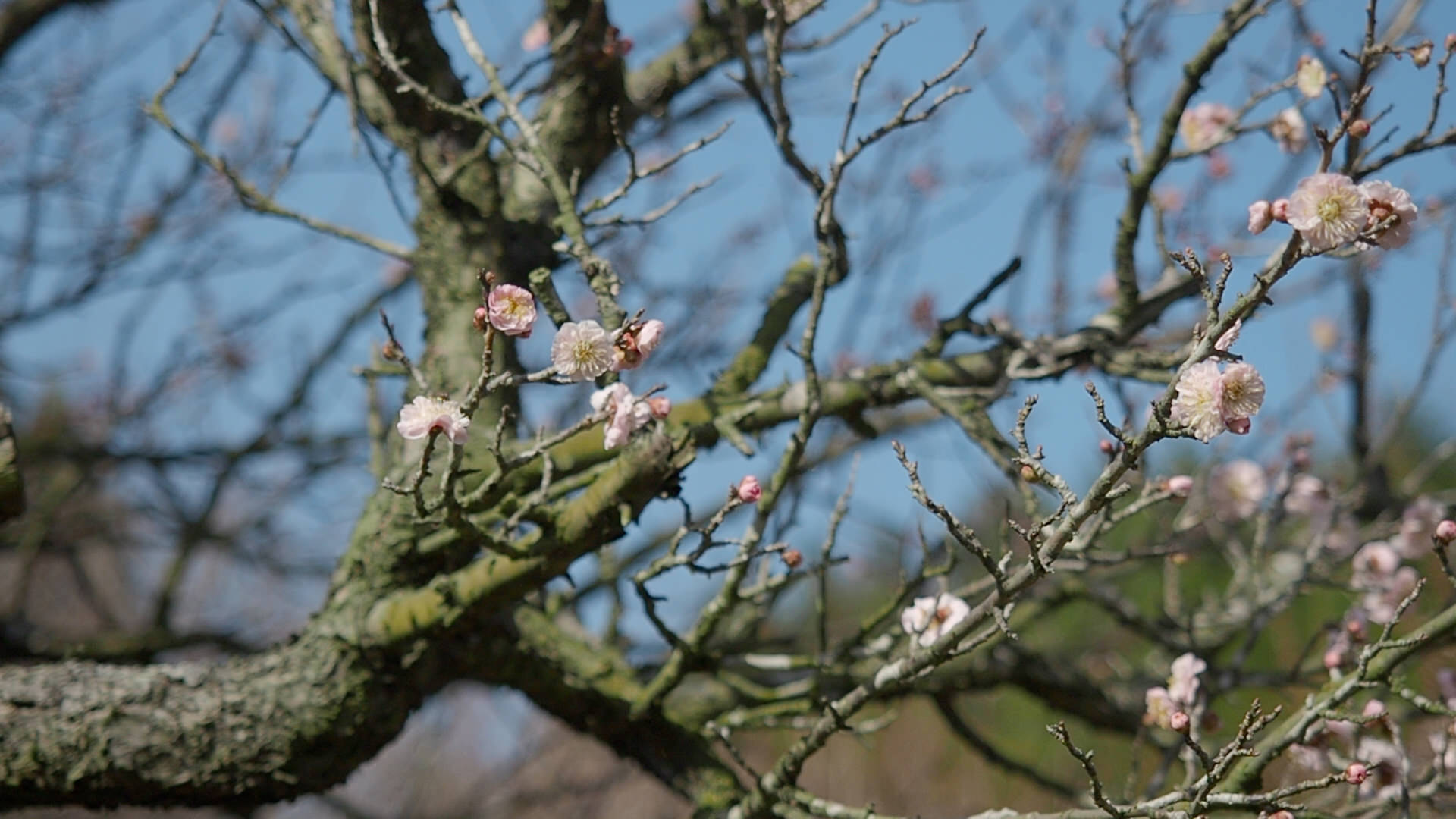 藤川天神(臥竜梅)