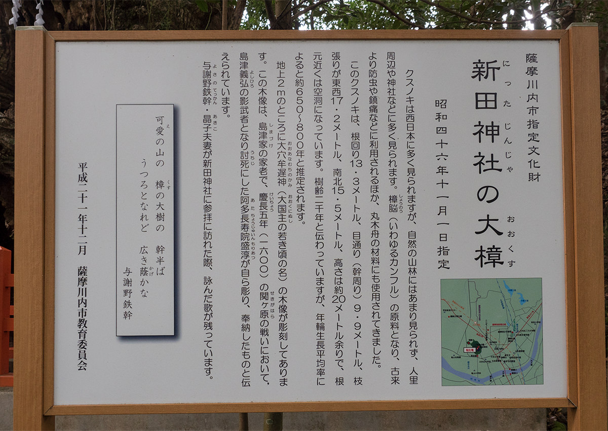 新田神社の大樟