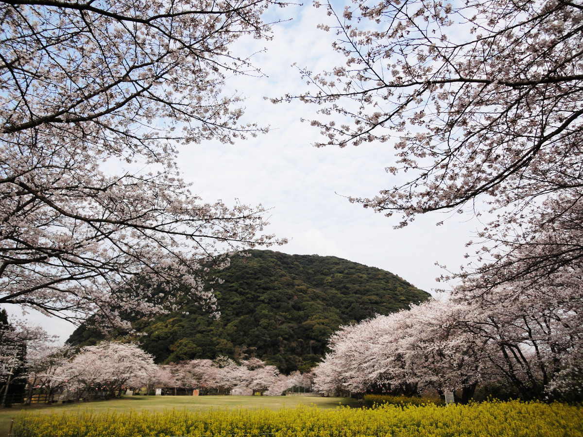 いこいの森 丸山公園