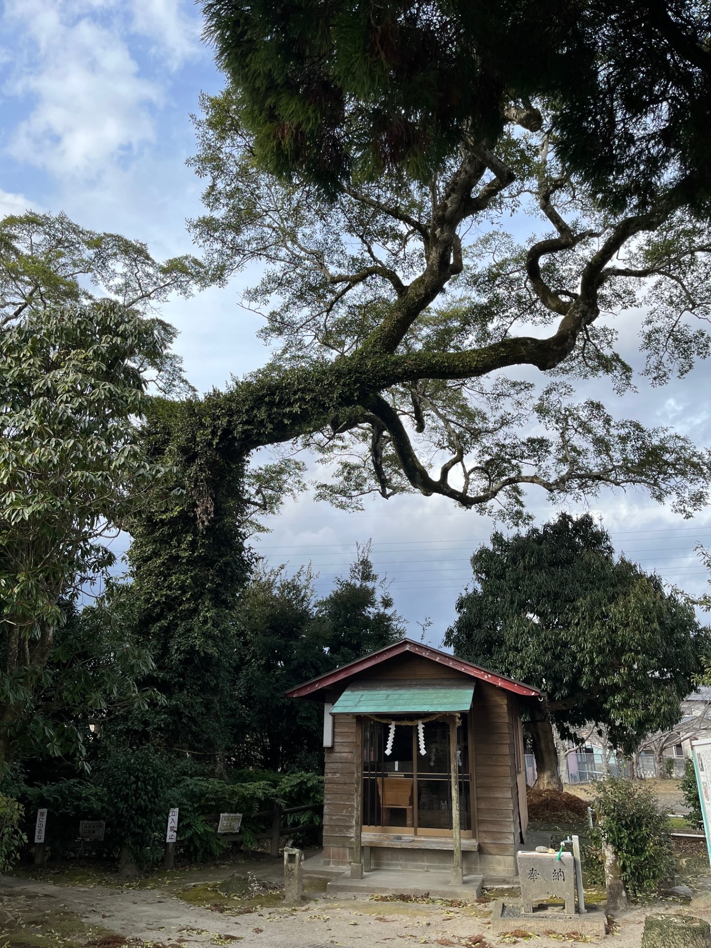 永利のオガタマノキ(石神神社)