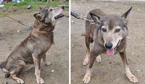 愛犬「ツン」の子孫、現存する最後の一匹