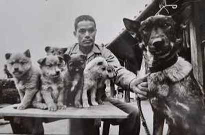 2代前の母犬とその子犬( 平成2年撮影)