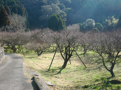 臥竜梅方向(駐車場横)