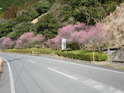 県道阿久根東郷線上(阿久根方面側)