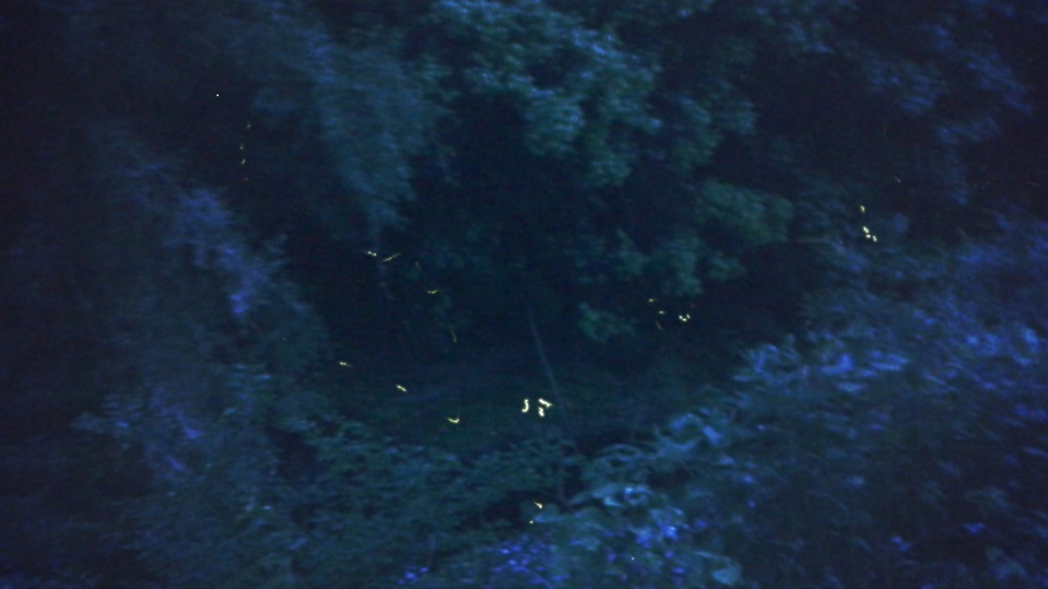 0ffb850cdc1f1a3377040625540955