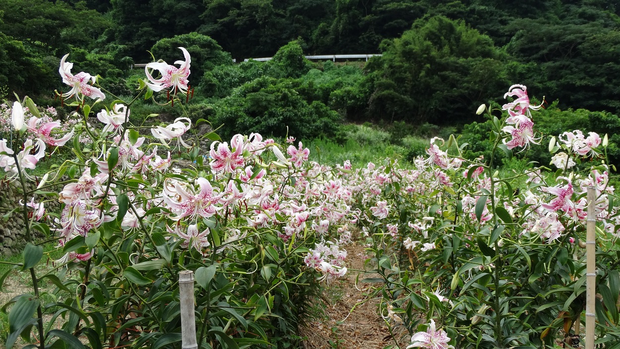かのこゆりの段々畑
