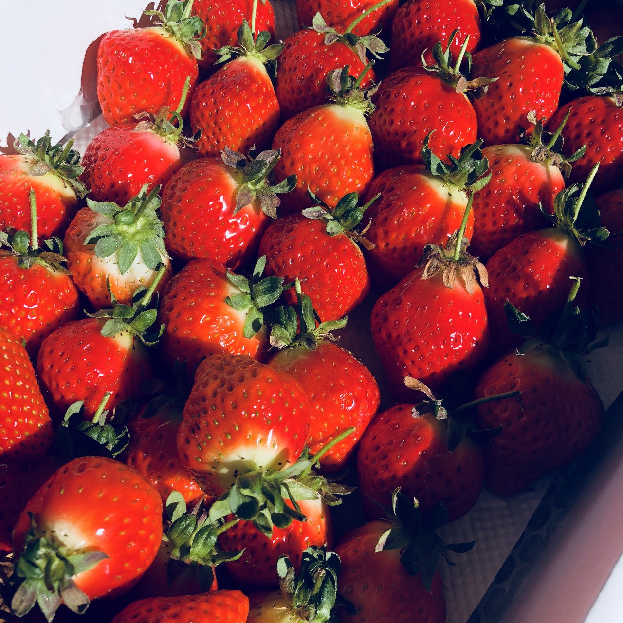 宝石のようないちご。ひがし農園のさつまおとめ | 薩摩川内観光物産