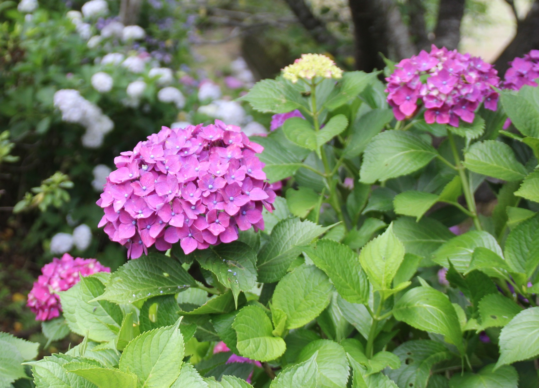 西川内フラワーロード(あじさいロード)