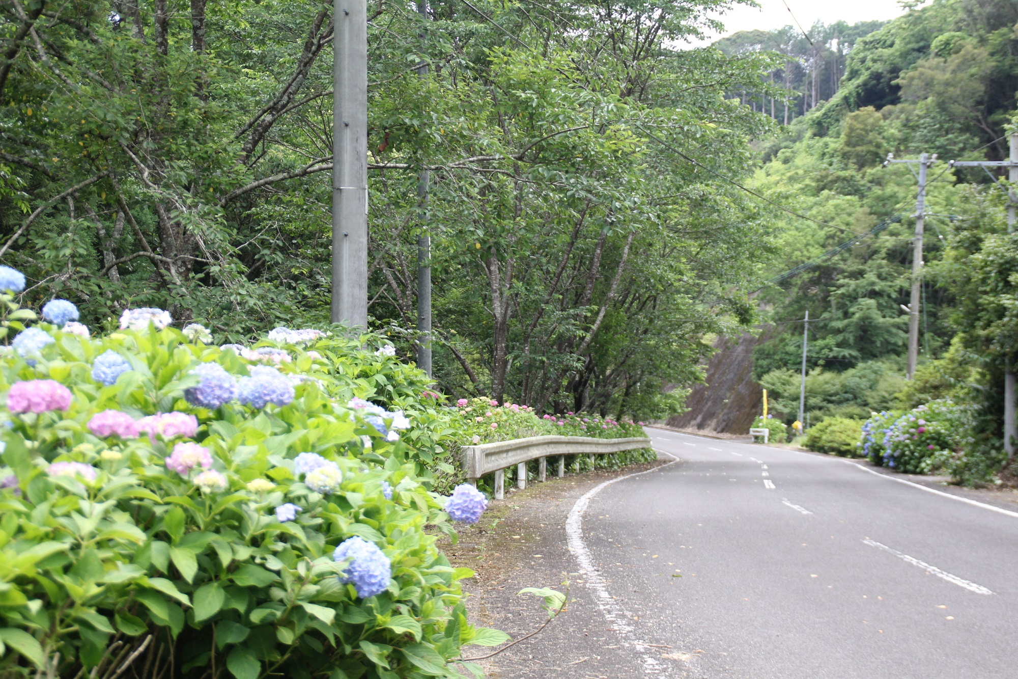 西川内フラワーロード(あじさいロード)