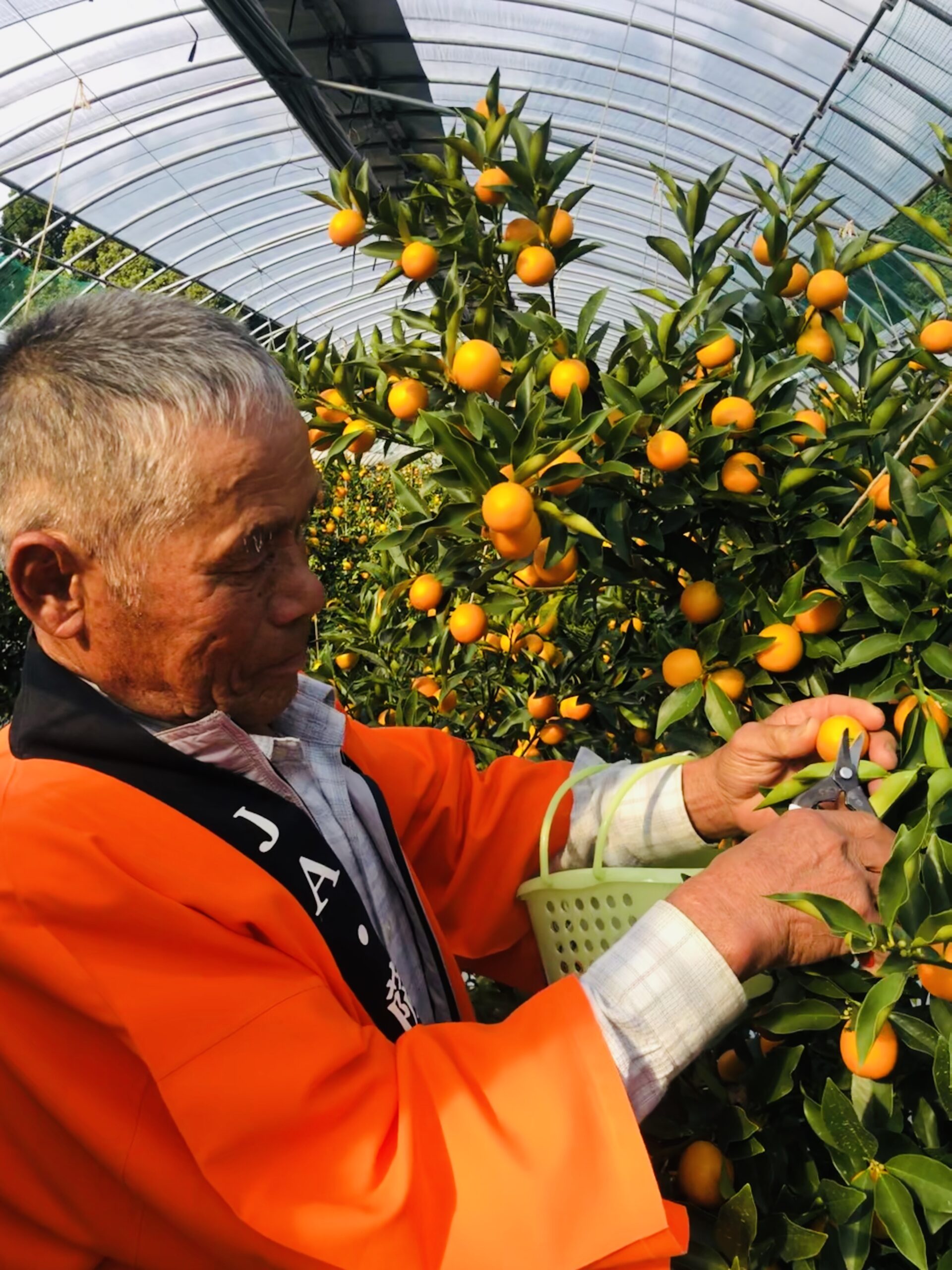 きんかん かごしまブランドきんかん・鋏入式 | 薩摩川内観光物産ガイド こころ