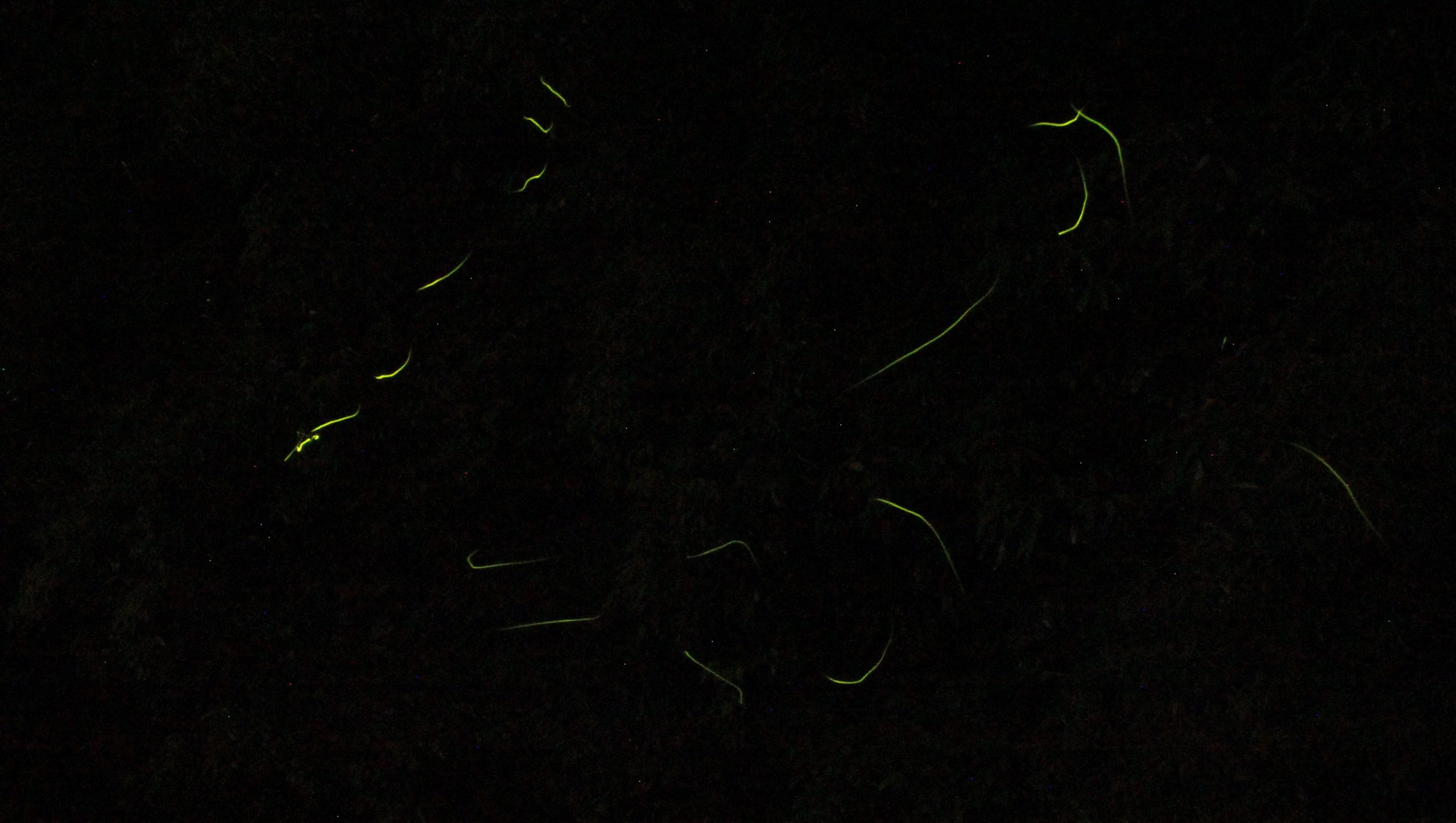 百次ホタルの里