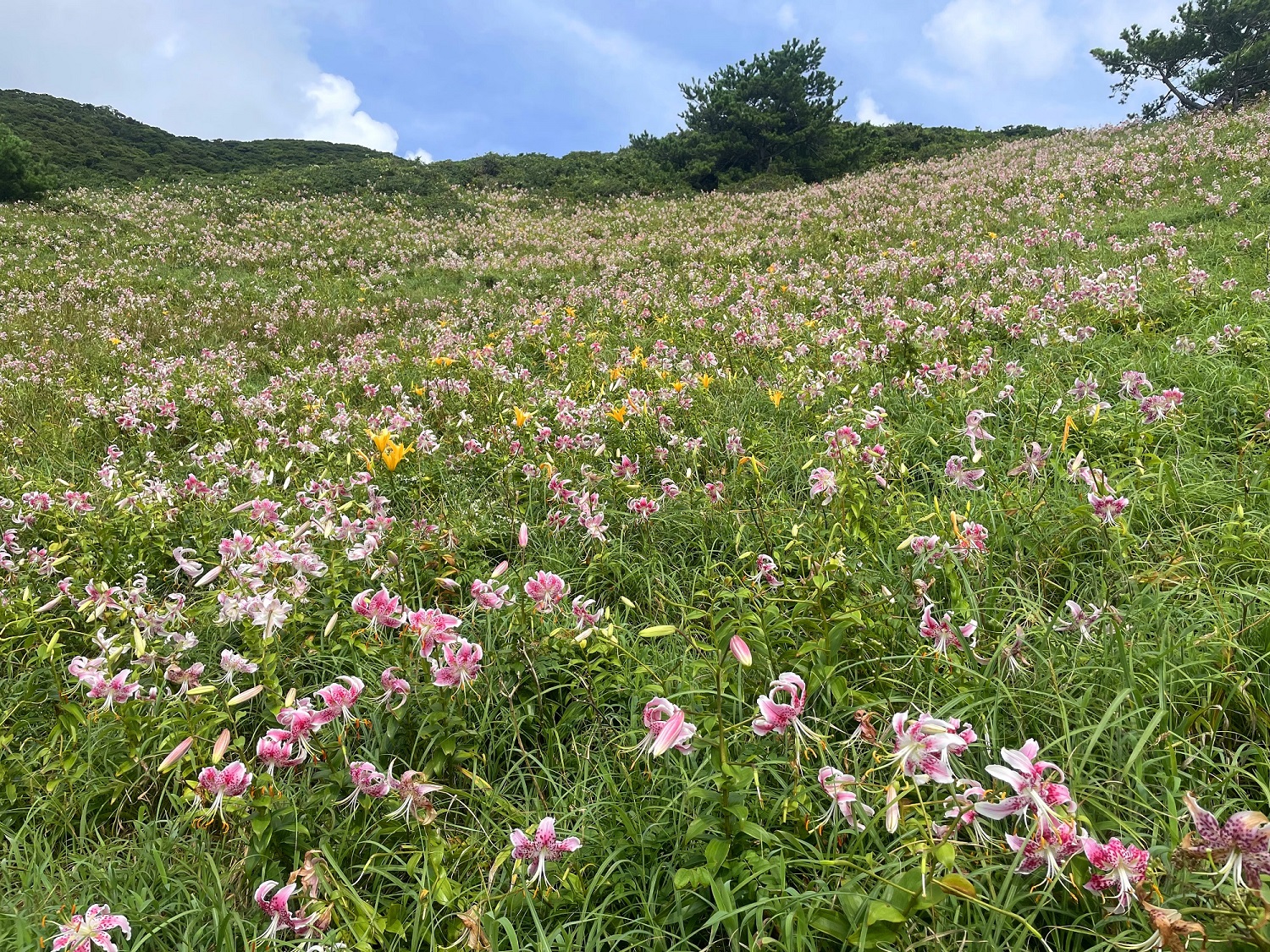 みっちり草原