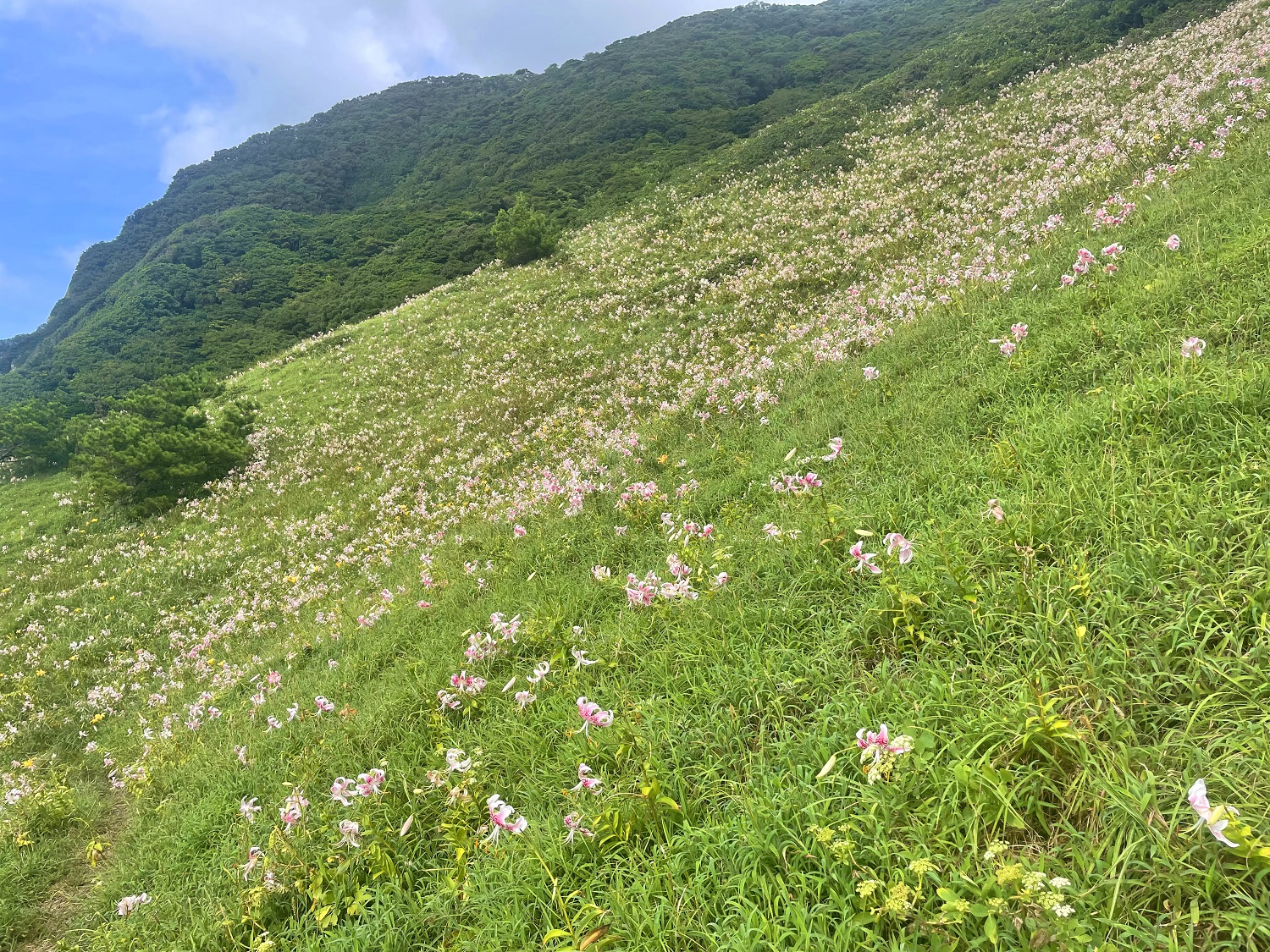 みっちり草原