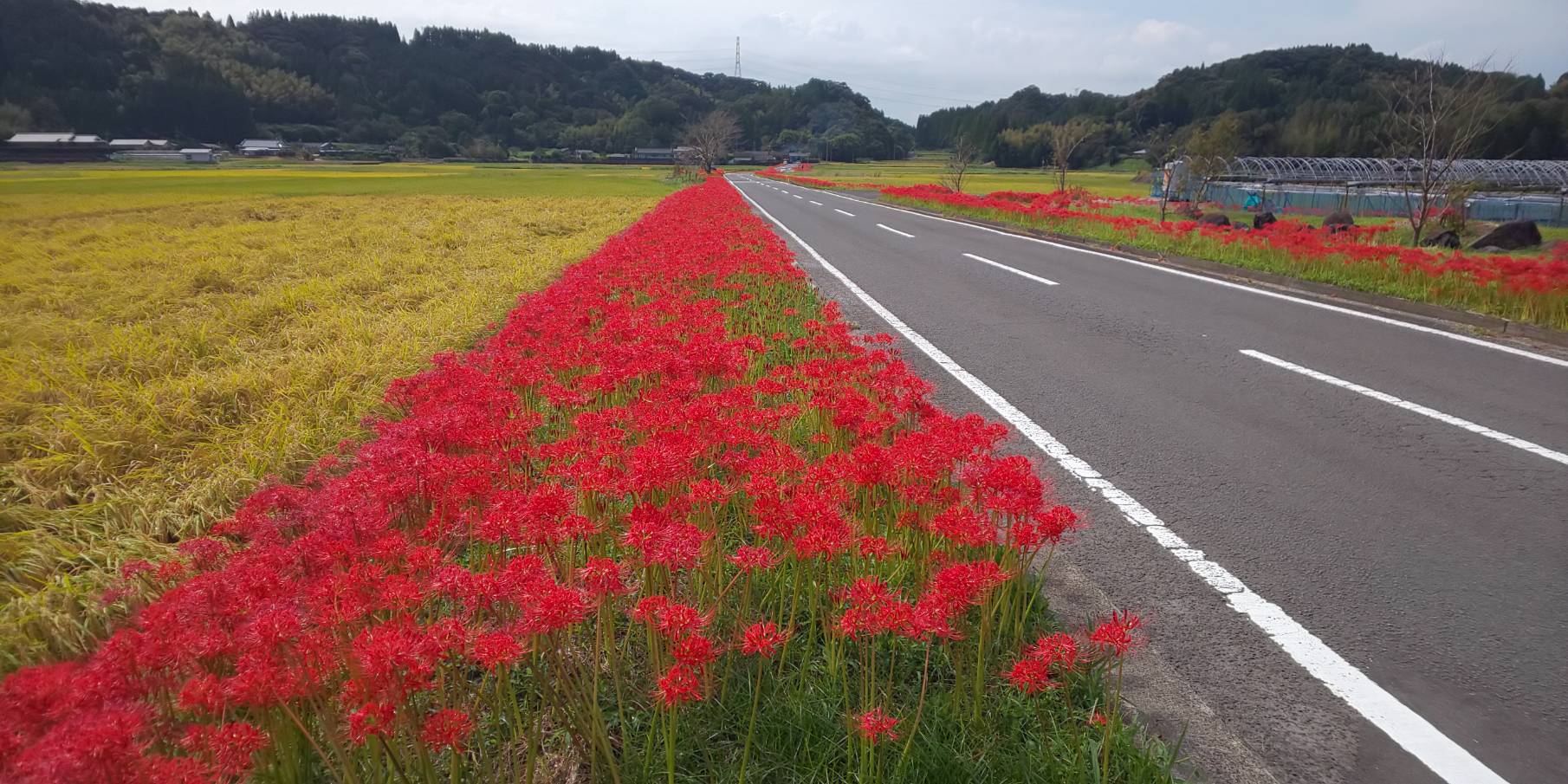 田の神ロードの彼岸花