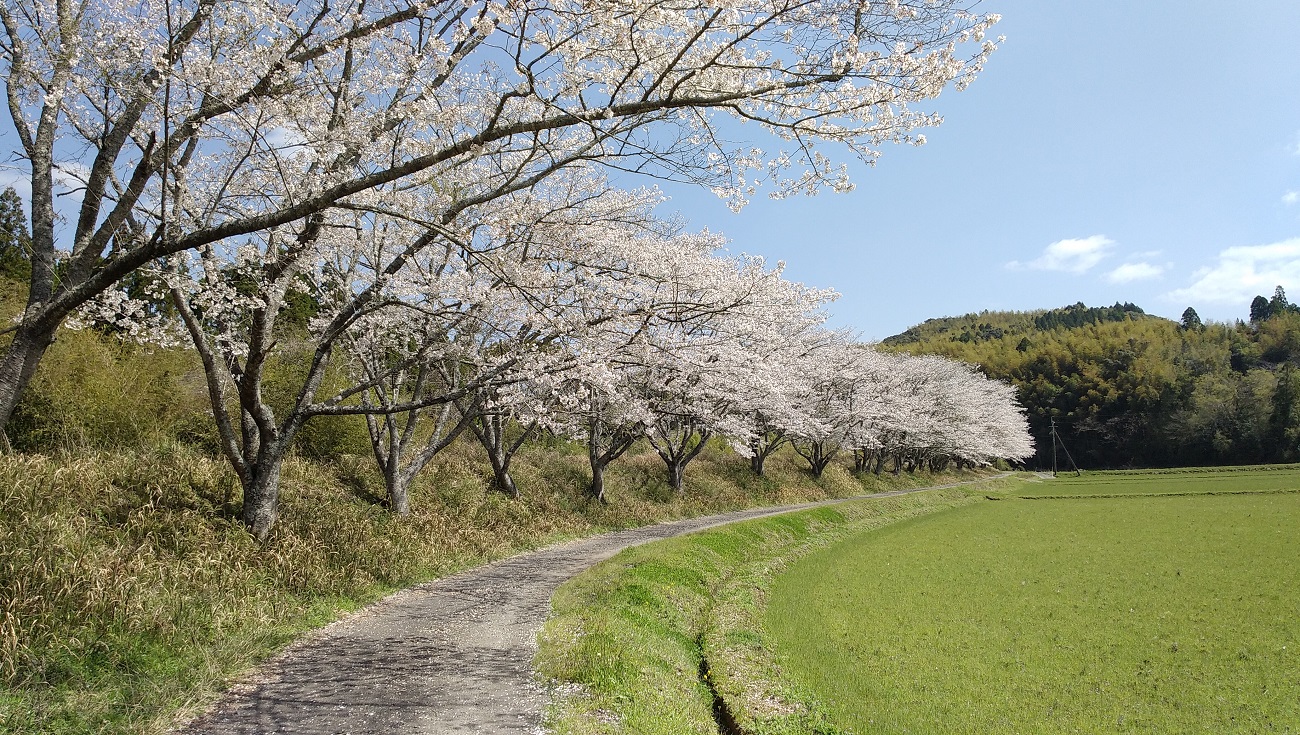 田海町田海川沿いの桜並木