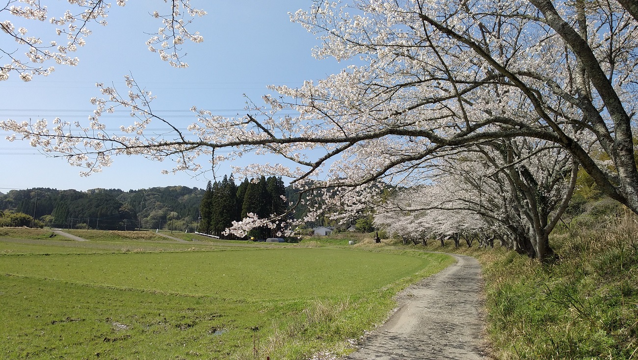 田海町田海川沿いの桜並木