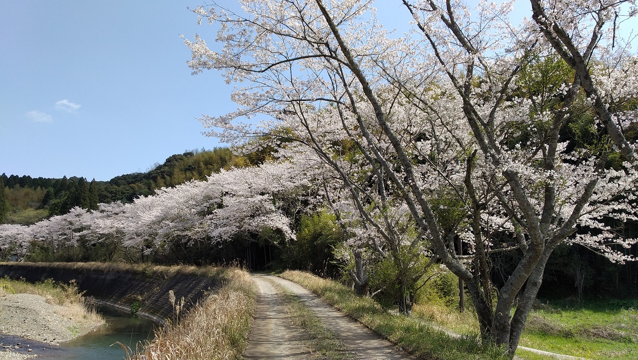 田海町田海川沿いの桜並木