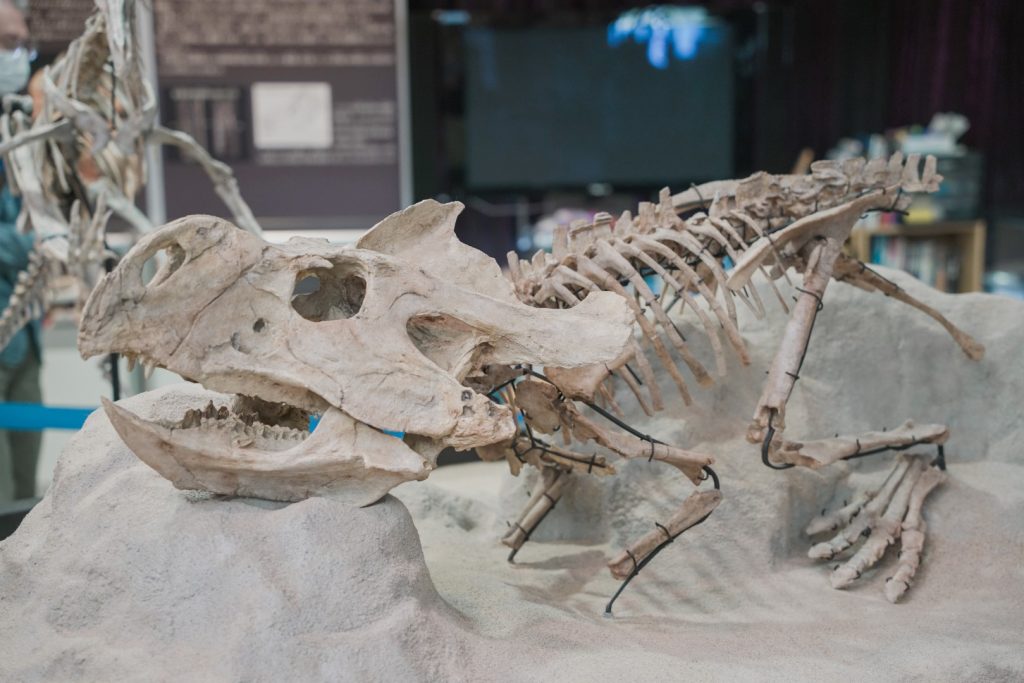 甑ミュージアムに展示されている化石