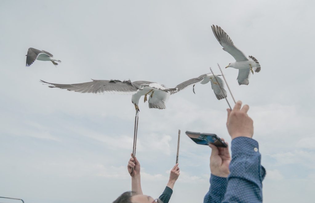 ウミネコ餌付け
