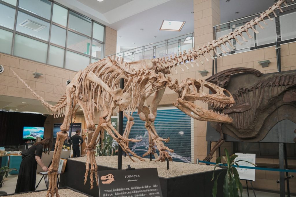 甑ミュージアムに展示されている化石