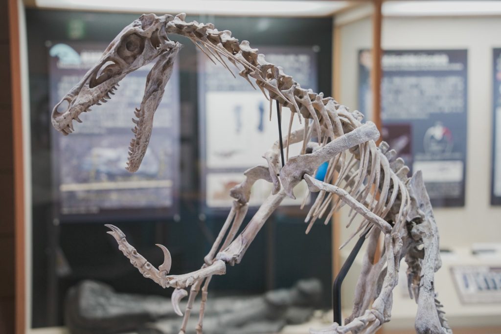 甑ミュージアムに展示されている化石