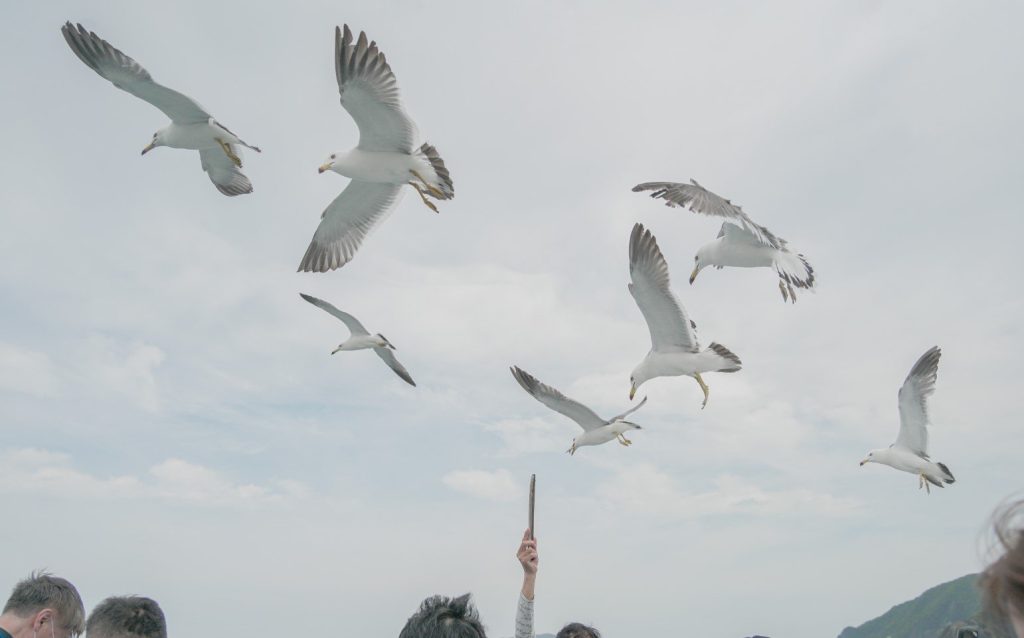 ウミネコ餌付け