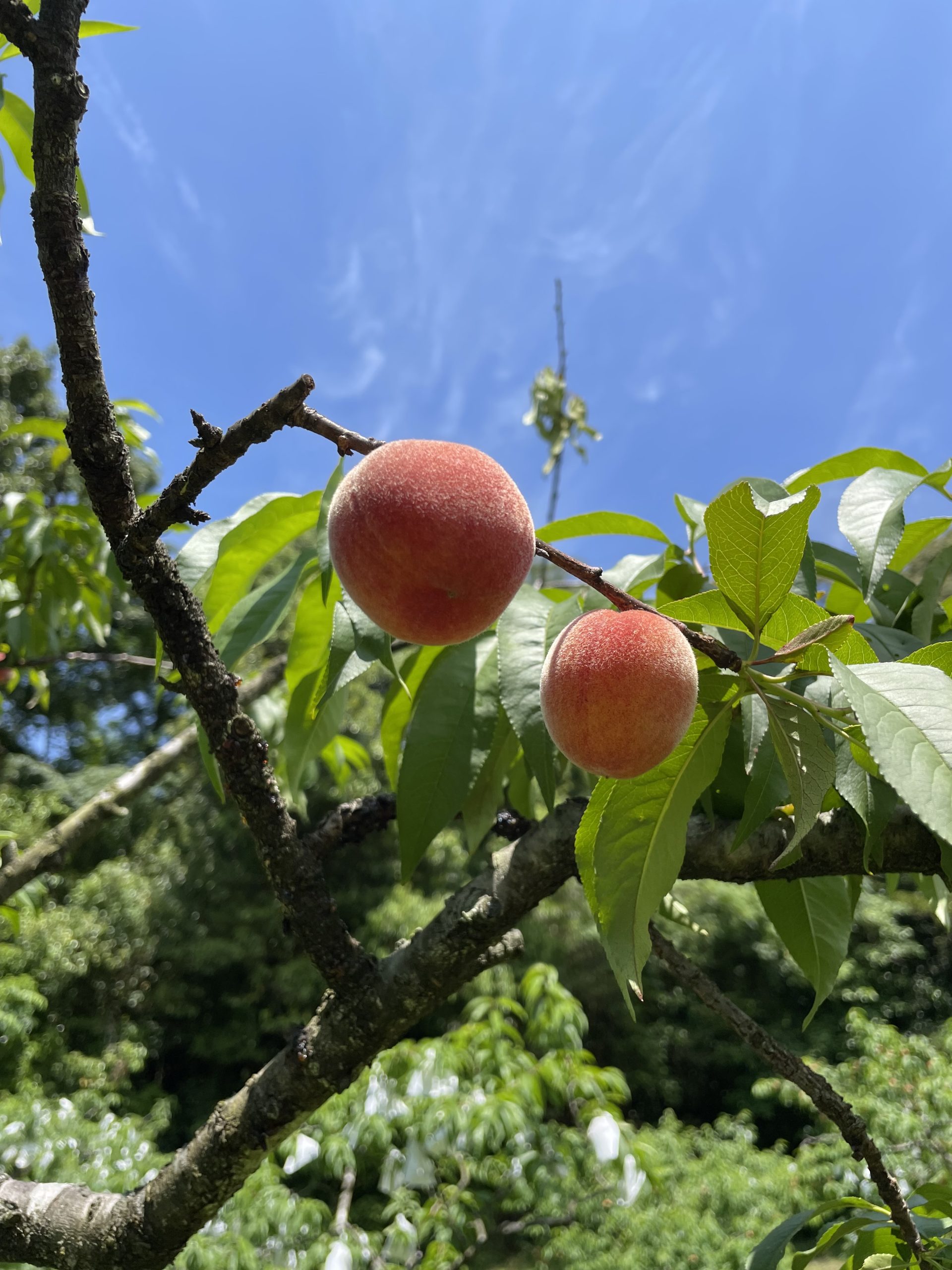 げそ太郎の一期一笑#3