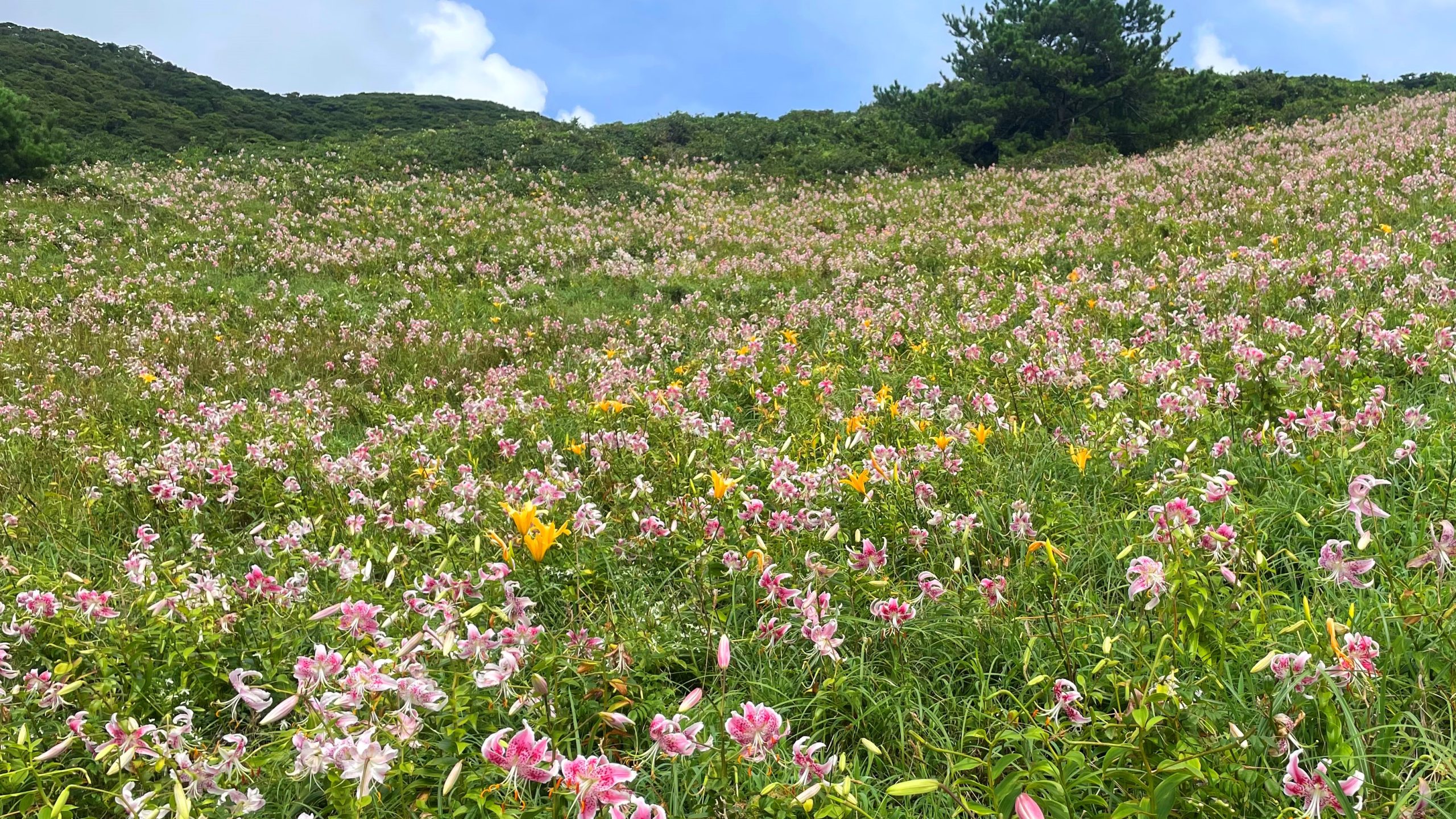 下甑かのこ百合秘境日帰りコース