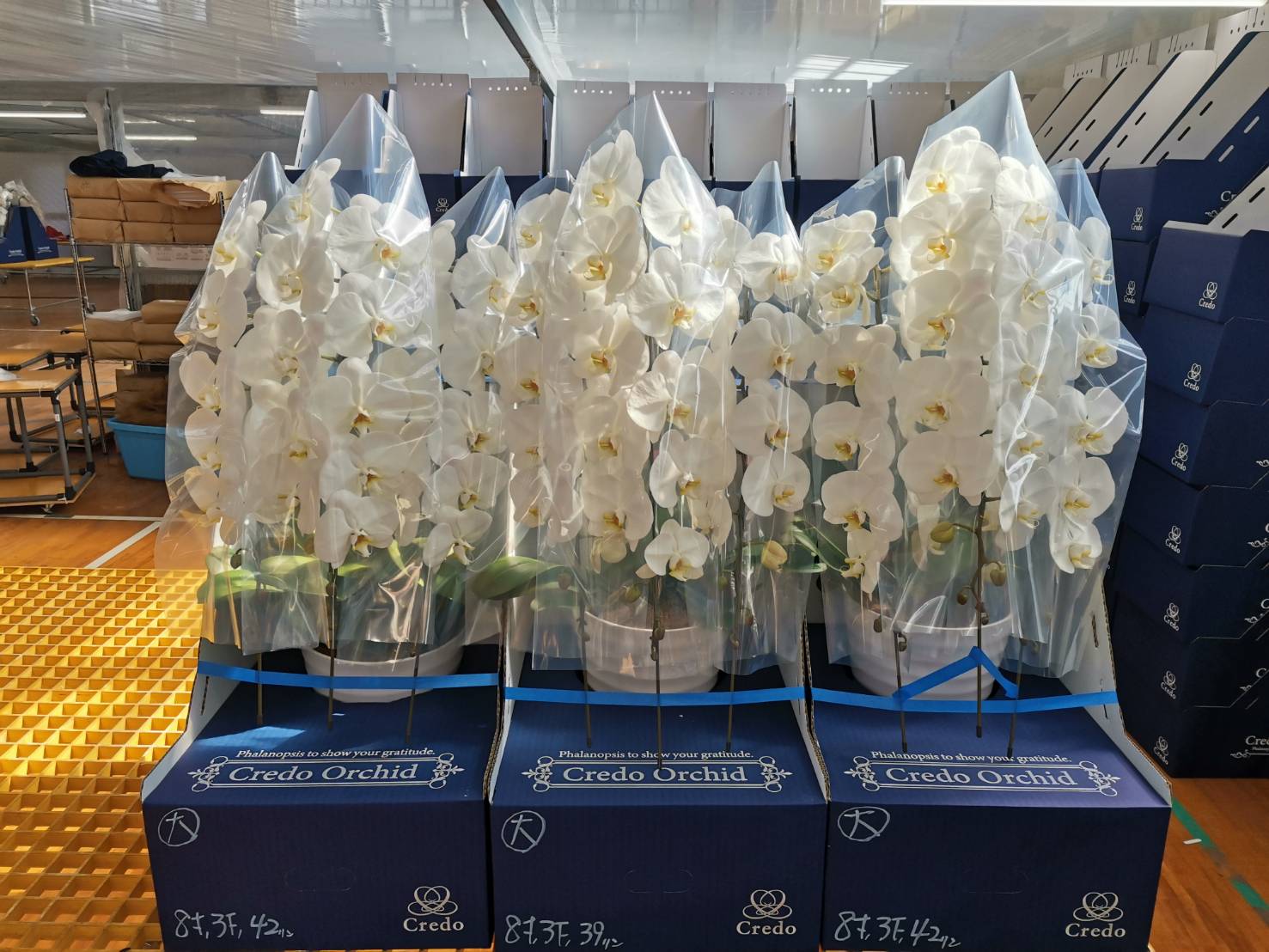 胡蝶蘭農園クレド(直売所)