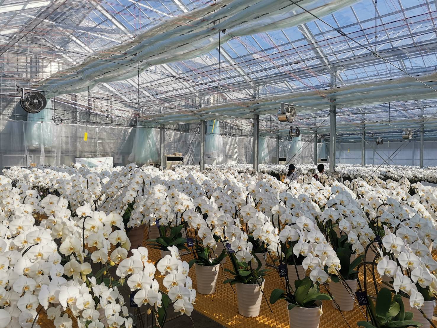 胡蝶蘭農園クレド(直売所)