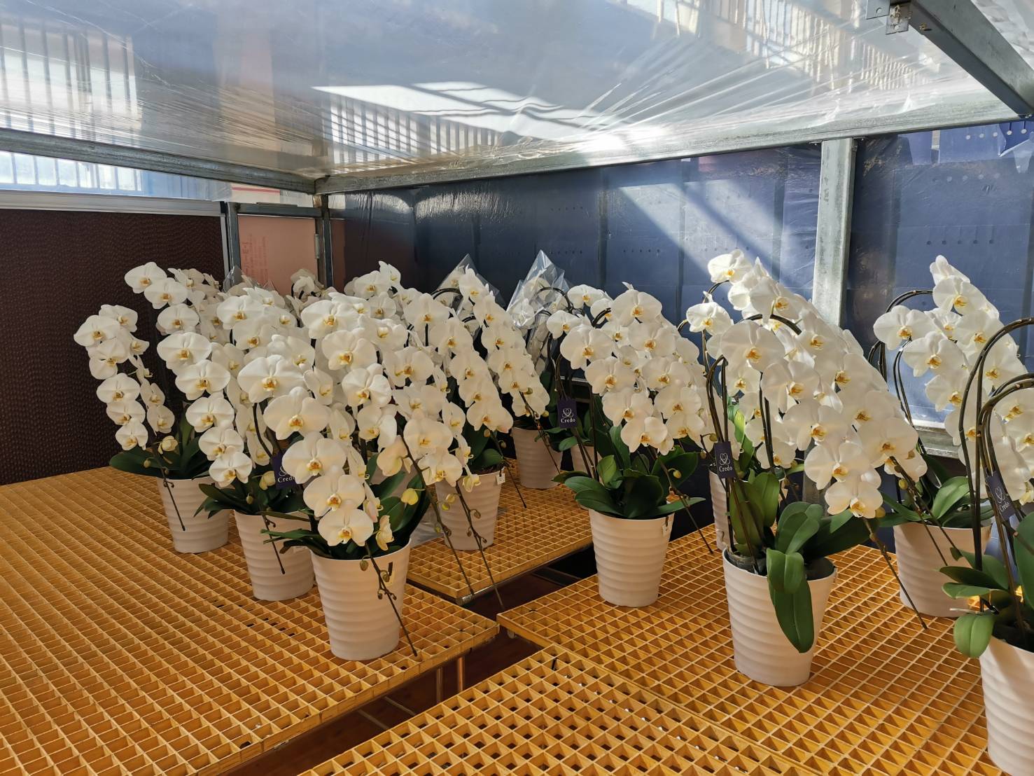 胡蝶蘭農園クレド(直売所)