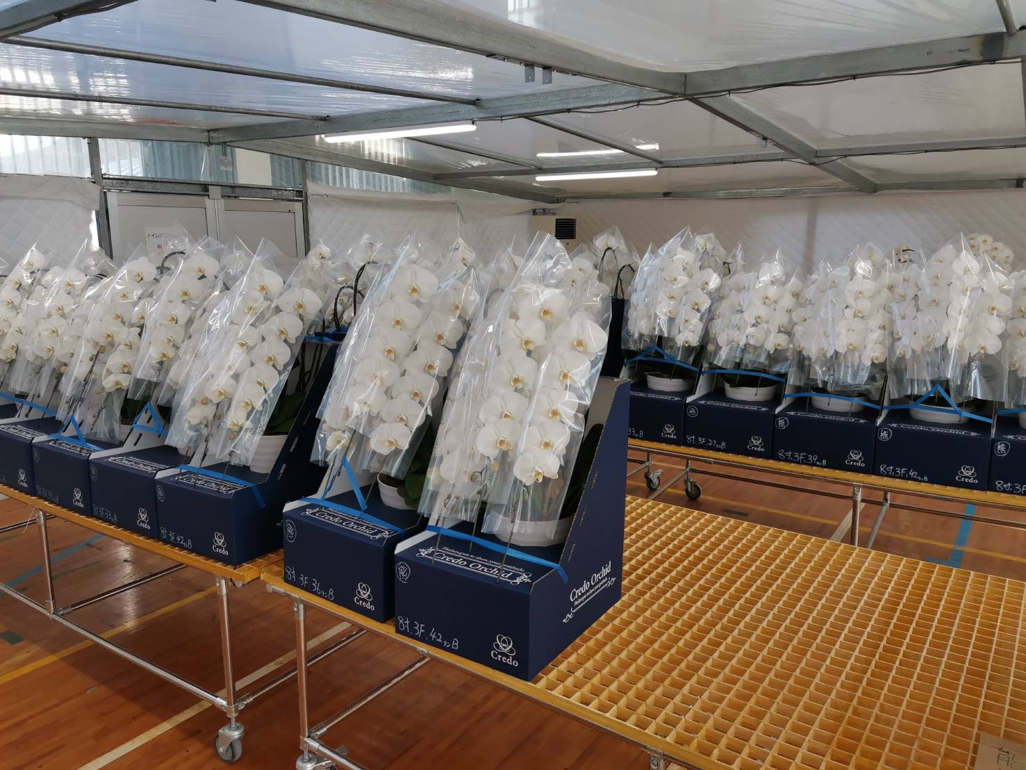 胡蝶蘭農園クレド(直売所)