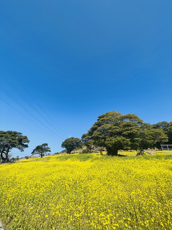柳山アグリランド