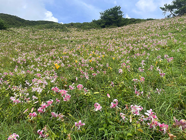 片野浦・景勝地『みっちり草原』　かのこ百合